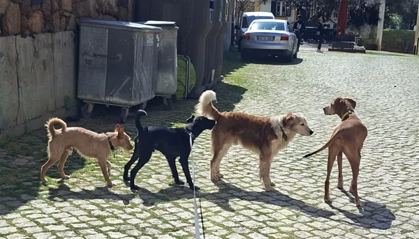 Security check