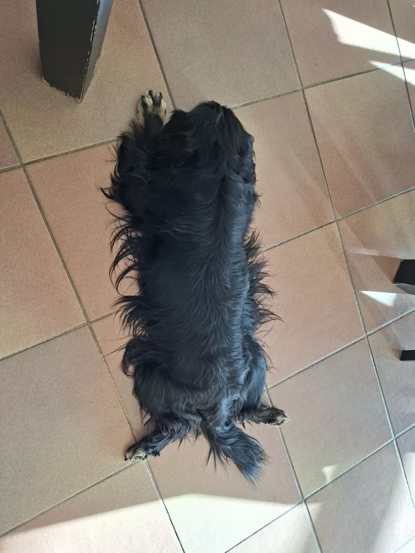 Obelix