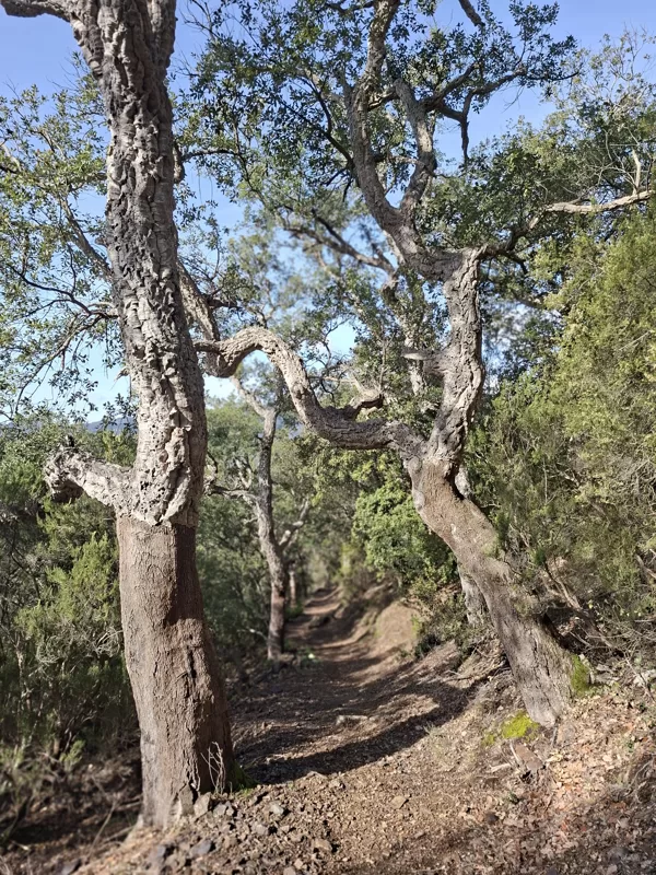Cork trees along the path