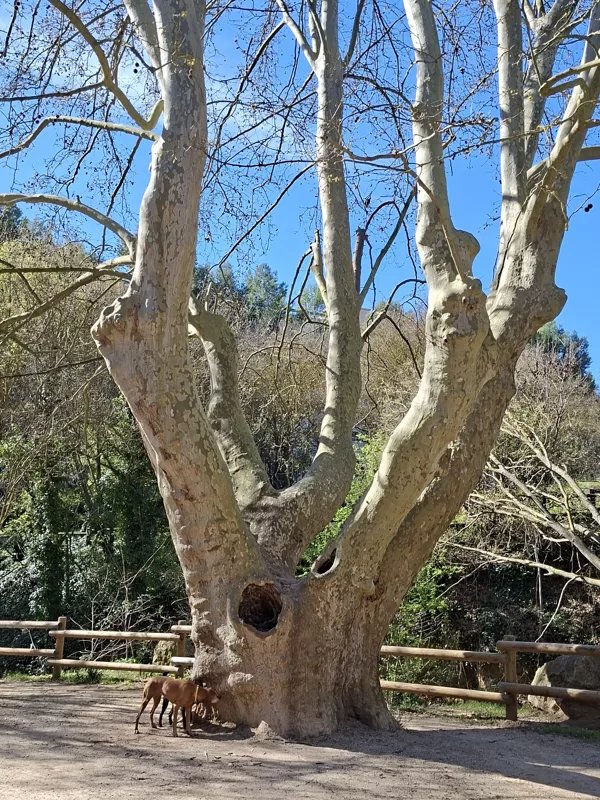 Parc de Torse