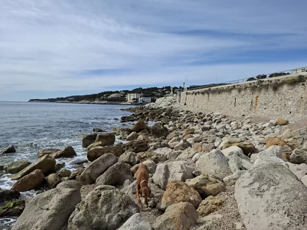 Cassis