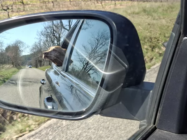 Az a jó kis provence-i levegő! Ugye, Panka?