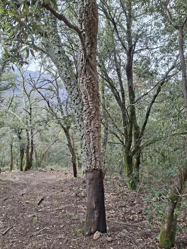 Yet another cork oak
