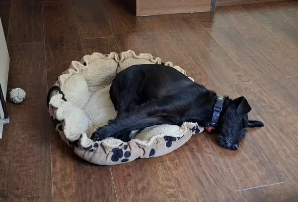 Zserbo is worn out