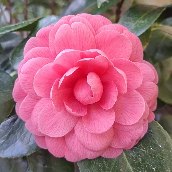A beautiful camellia at the hotel entrance