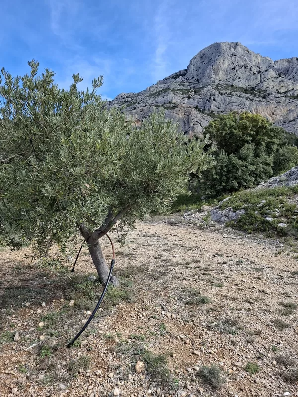 Olive trees equipped with an irrigation system