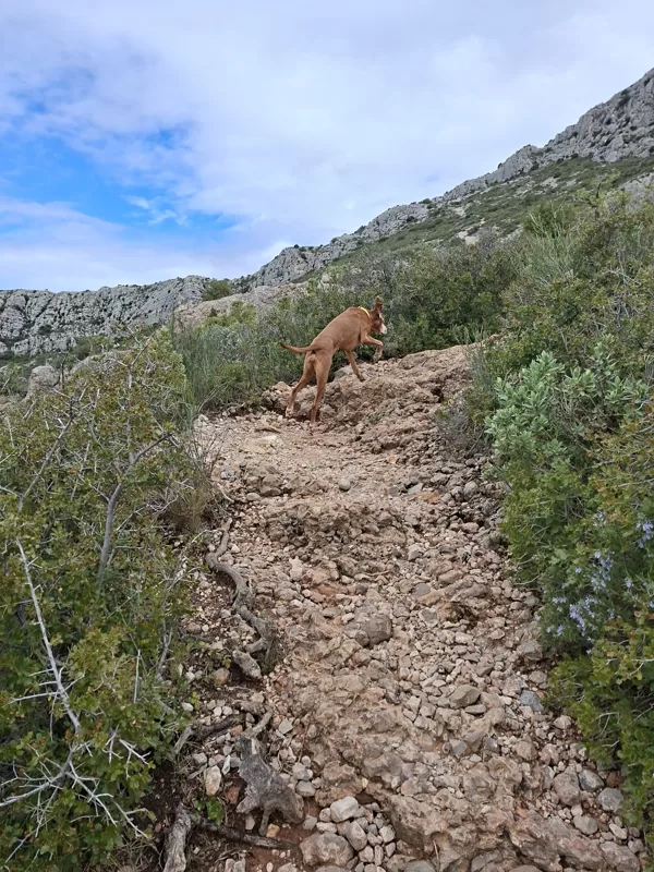 Panka, the little mountain chamois